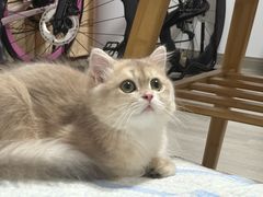 -欣宠猫屋·矮脚拿破仑·蓝金金渐层