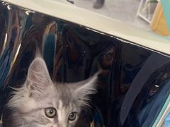 -pd派德宠物中心医院24H急重症·眼科中心·血液透析中心(嵩山北路店)