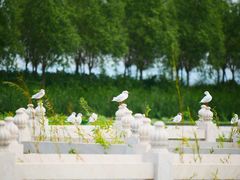 -呼兰河口湿地公园