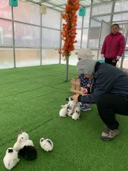 -萌宠亲子动物乐园(槐房万达店)