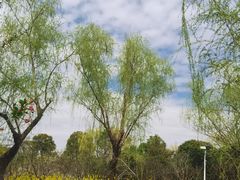 -南汇桃花村