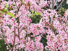 -中国科学院华南植物园