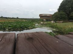 -荷塘月色湿地公园·向阳花洲