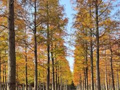 -泗洪洪泽湖湿地景区