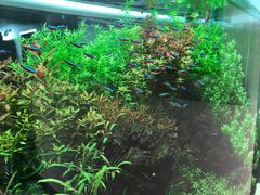 -ADA自然水景世界