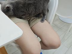 -喵的天空名猫咖啡馆·撸猫·猫舍·用品