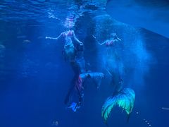 -烟台海昌鲸鲨海洋公园