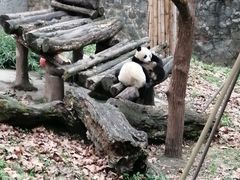 -都江堰中华大熊猫苑