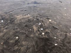 -台山黑沙湾海浴场