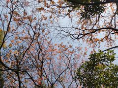 -青龙山国家森林公园