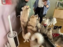 -Husky Go! 哈士奇体验馆·宠物咖啡厅狗咖