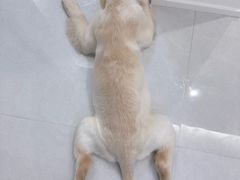 -唐小姐の私宠·宠物洗护美容·撸猫馆·购宠(周浦万达旗舰店)