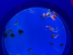 -海合安青岛极地海洋公园
