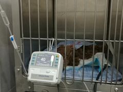 -宠颐生嘉德动物医院