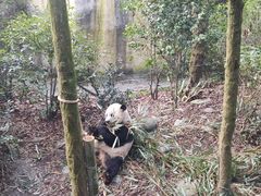 -都江堰中华大熊猫苑