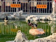 -龙华素斋(龙华路店)