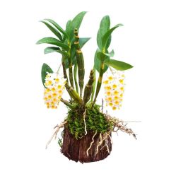 -Oasis Beauty水磨坊科技美肤中心