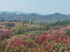 -贵州百里杜鹃风景名胜区