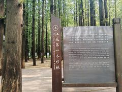 -日照海滨国家森林公园