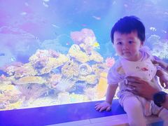 -芜湖新华联大白鲸海洋公园