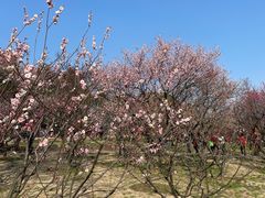 -无锡梅园公园