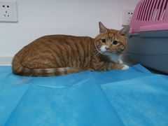 -关爱宠物医院·猫科中心·消化科(滨湖万达分院)