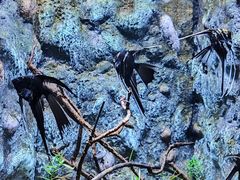 -上海海洋水族馆