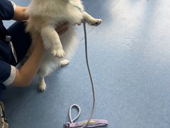 -博特宠物医院24h犬猫全科.骨科·异宠