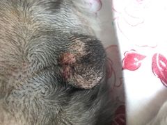 -纳吉亚猫专科动物医院博雅分院