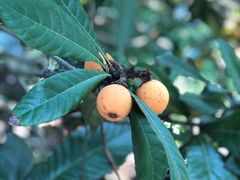 -塘栖枇杷特色园区