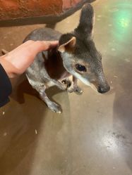 -Zoolung Zoolung动物主题公园(海信广场店)