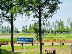 -洪湖生态旅游区