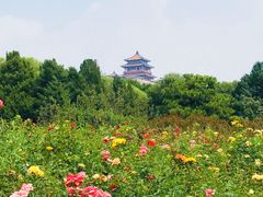-莲花池公园