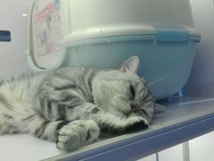 -喵的天空名猫咖啡馆·撸猫·猫舍·用品