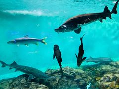 -太平洋海底世界