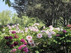 -莲花池公园