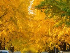 -三里屯东五街银杏大道