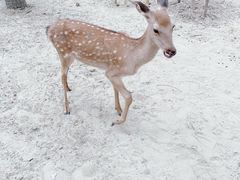 -合肥滨湖国家森林公园