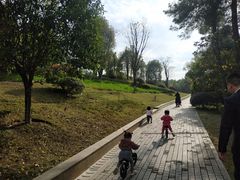 -铁山坪森林公园