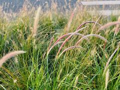 -春花秋色城市公园