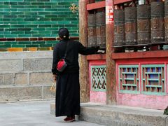 -塔尔寺-菩提树