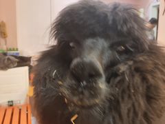 -我爱猫咪·猫咖·狗咖·安哥拉兔·羊驼咖(小寨华旗店)