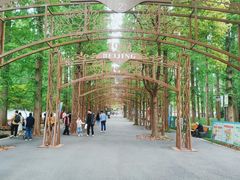 -东平国家森林公园