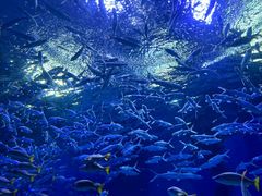 -海合安武汉极地海洋公园
