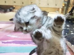 -藏猫猫咖啡主题馆(中央大道店)