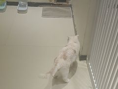 -藏猫猫咖啡主题馆(中央大道店)