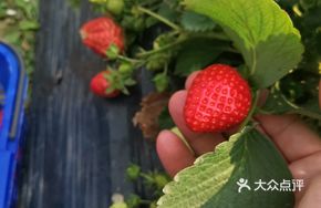 Spring Outing Fruit Picking