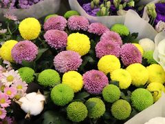-双季花艺园艺市场(浦东店)