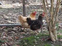 -呼吸森林·生态农庄农家乐私房菜