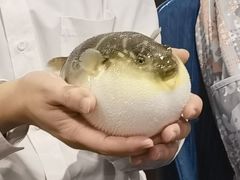 -肆月河豚·新淮扬(金融街店)